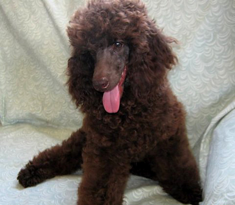 chocolate_poodle