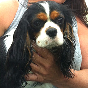 poppy a Cavalier