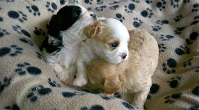 small_puppies